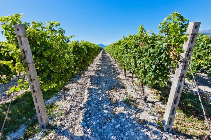A vineyard with rows of grapevines supported by wooden stakes. 2