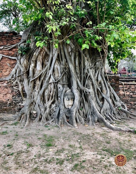A tree with extensive roots and a Buddha head carved into the trunk. 5