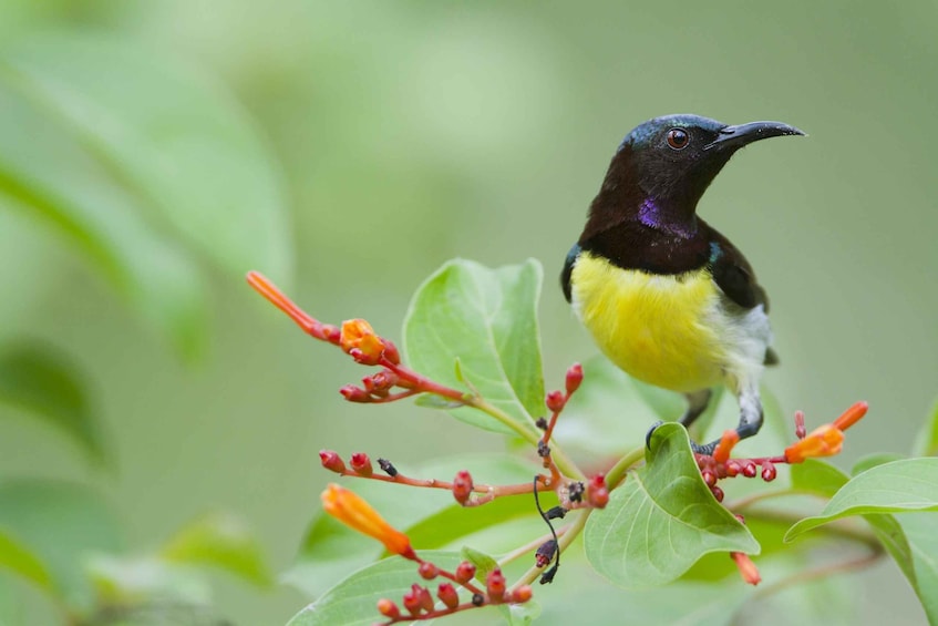 A bird perched on a branch with green leaves and red flowers. 5
