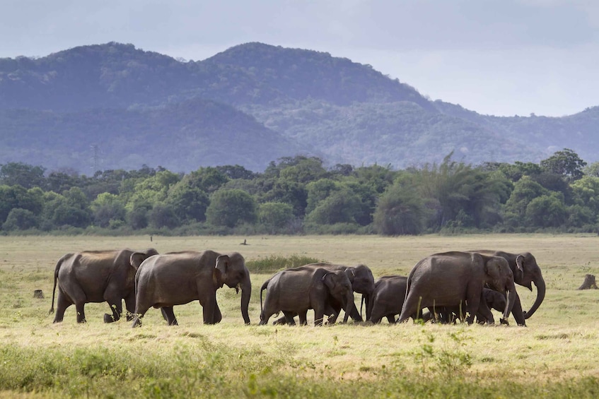 A herd of elephants walking across a grassy plain with a mountain in the background. 1