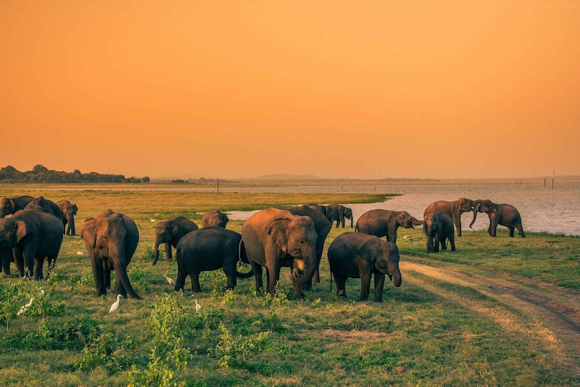 A herd of elephants in a grassy area near a body of water. 3