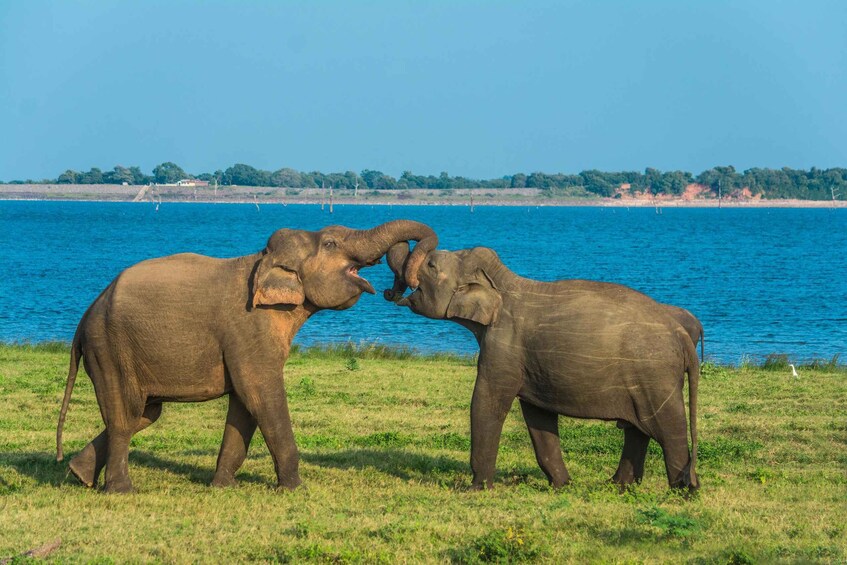 Two elephants interacting near a body of water with a distant shoreline. 2