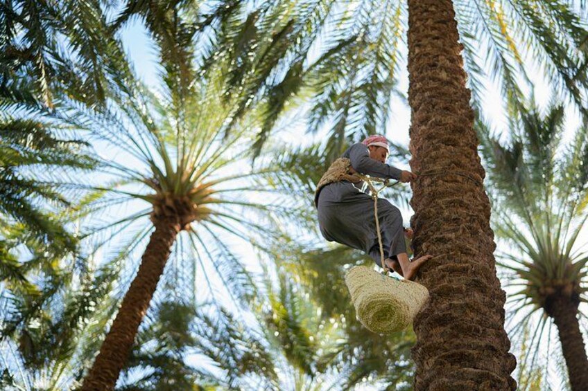 A person climbing a palm tree. 4