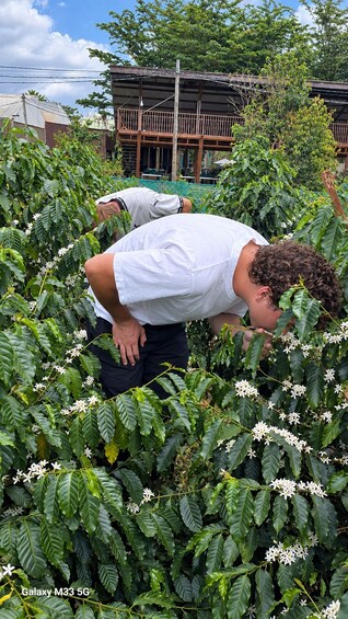 A person inspecting coffee plants. 3