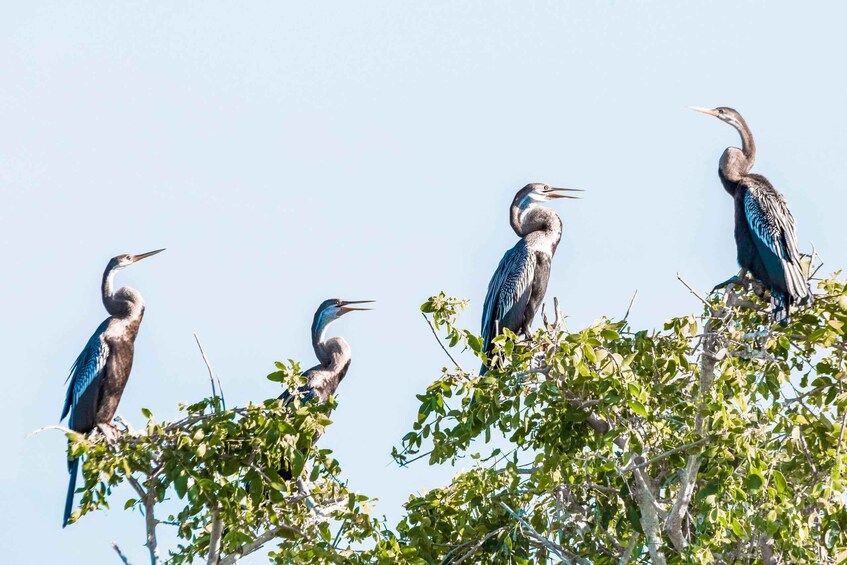 Picture 1 for Activity Bundala National Park Private Safari from Tangalle 4