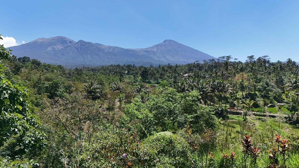 A lush landscape with dense vegetation and a mountain in the background. 2