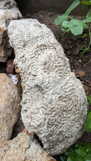 A large rock with a textured surface, surrounded by soil and some green plants. 3