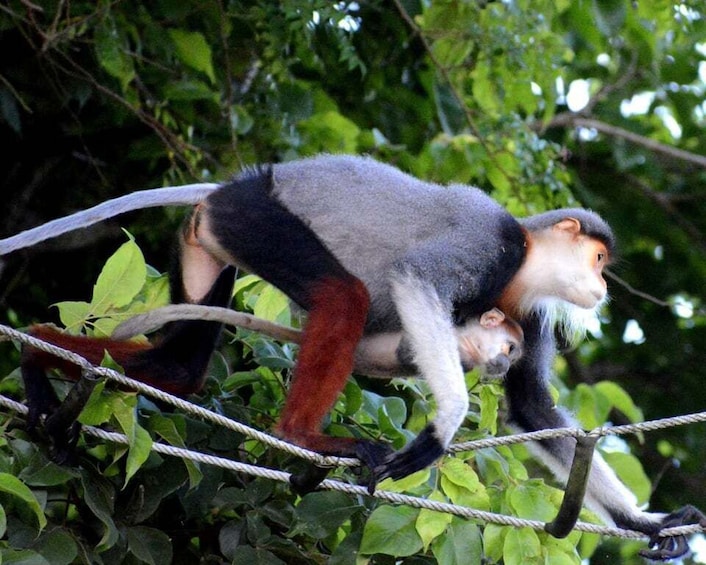 A monkey with black, white, and red fur sitting on a rope amidst green foliage. 5