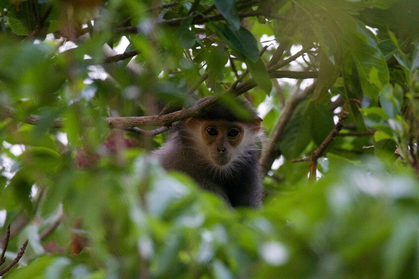 A monkey with large eyes peeking through dense foliage. 4