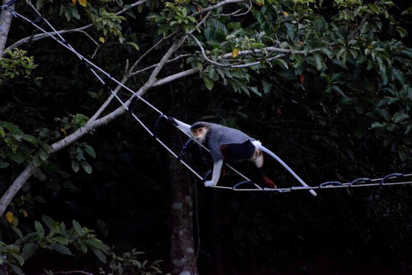 A monkey on a rope bridge in a forest. 3