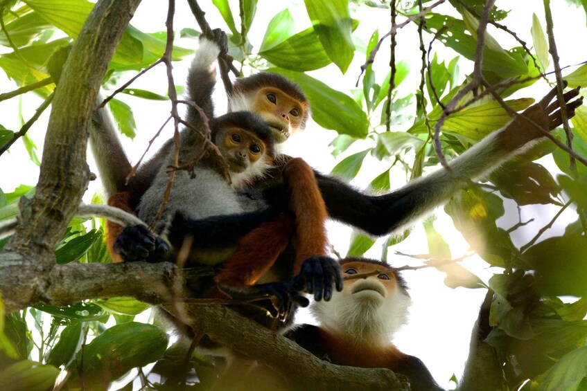 Two monkeys on a tree branch, surrounded by green leaves. 2