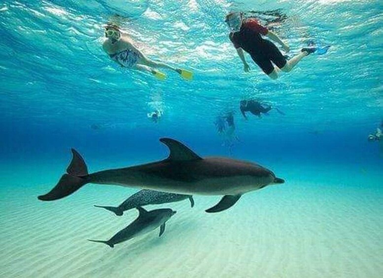 Mnemba dolphin and Swim With Turtle in Nungwi 1