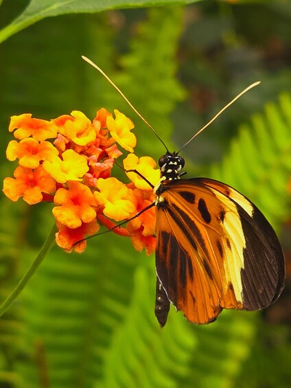 Picture 5 for Activity Mindo Cloud Forest Birding Butterflies waterfalls chocolate… 5