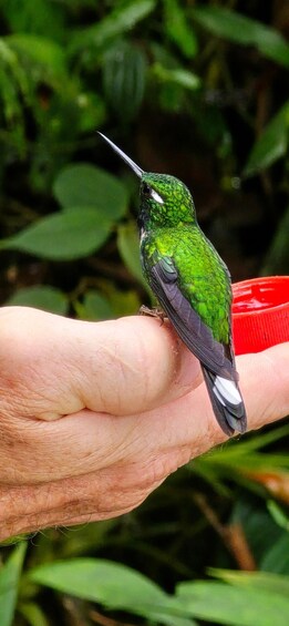 Picture 16 for Activity Mindo Cloud Forest Birding Butterflies waterfalls chocolate… 2