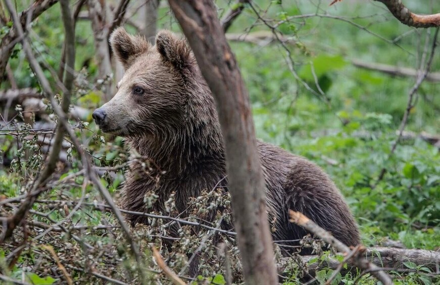 A bear in a forested area with dense vegetation and trees. 2