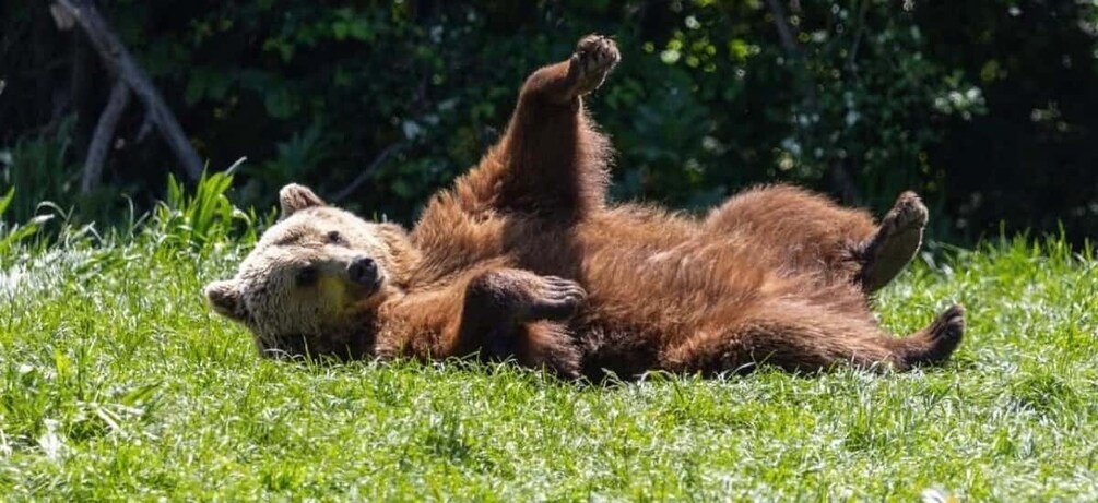 Bucharest: Libearty Bear Sanctuary and Dracula’s Castle 1