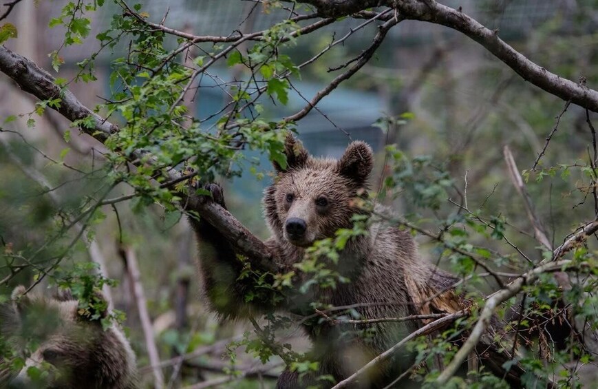 Picture 1 for Activity Bucharest: Libearty Bear Sanctuary and Dracula’s Castle 3