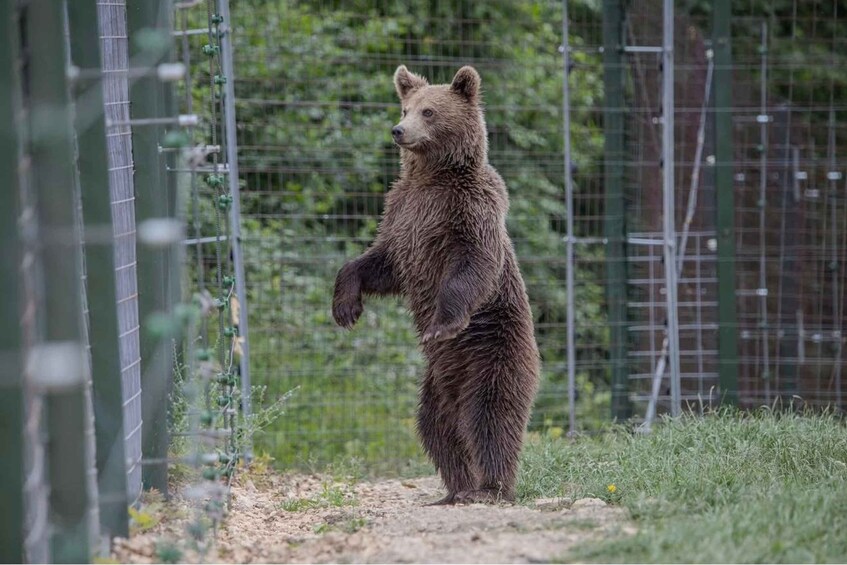 Picture 3 for Activity Bucharest: Libearty Bear Sanctuary and Dracula’s Castle 5
