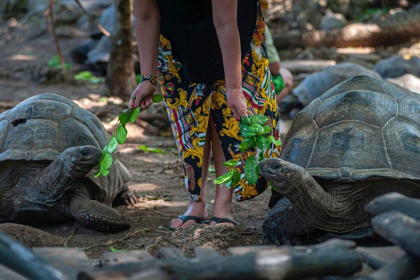 Una persona che interagisce con grandi tartarughe in un ambiente naturale. 3