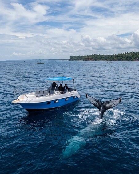 Mirissa: VIP Speed Boat Whale Watching 1