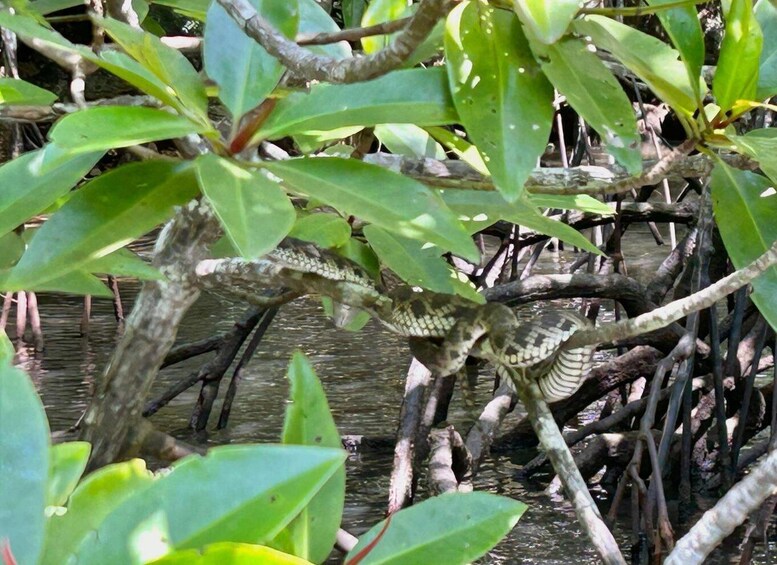 Picture 8 for Activity Langkawi: Mangrove Sharing Boat + Lunch & Beach (3-4 Hour) 5