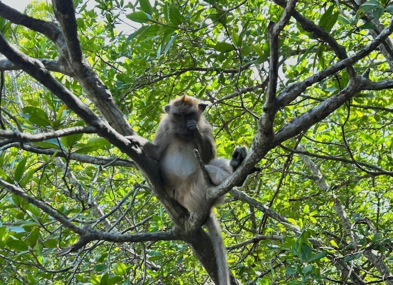 Picture 10 for Activity Langkawi: Mangrove Sharing Boat + Lunch & Beach (3-4 Hour) 4