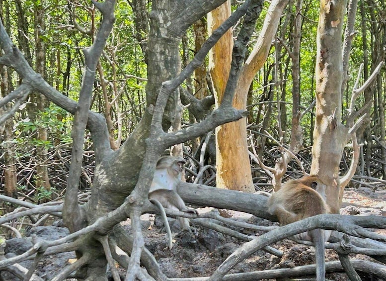 Picture 15 for Activity Langkawi: Mangrove Sharing Boat + Lunch & Beach (3-4 Hour) 3