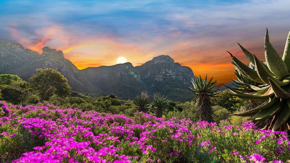 Picture 1 for Activity Cape Town: Kirstenbosch Botanical Garden Entry Ticket 5