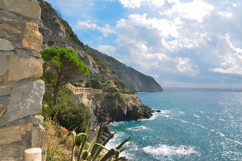 A coastal cliff with a stone wall, a pathway, and a tree. 4
