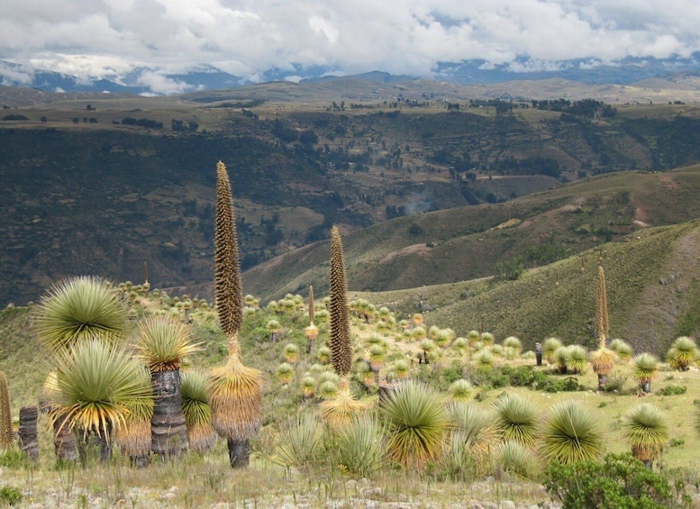 Picture 4 for Activity Ayacucho | Collpa Thermal Pools - PRIVADO | Aguas termales 3