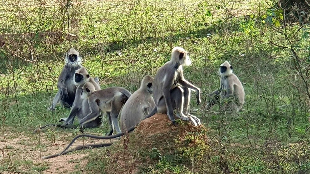 Eine Gruppe Affen sitzt auf einem Felsen in einer grasbewachsenen Umgebung, im Hintergrund dichtes Grün. 2