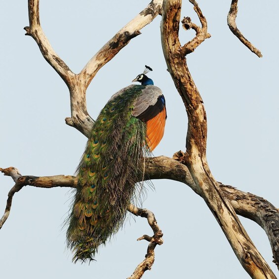 Ein Pfau sitzt auf einem Ast. 5