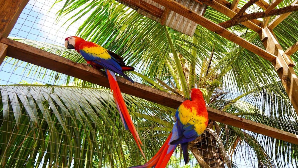 Picture 1 for Activity Roatan: Mix and Match Private Tour 2