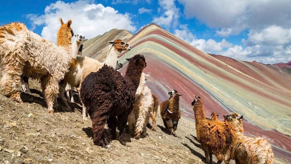Un grupo de llamas en una ladera rocosa con una montaña colorida al fondo. 5