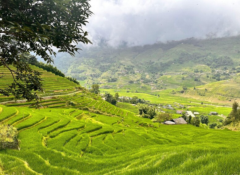 Terraced rice fields, a tree, and a misty mountain landscape. 2