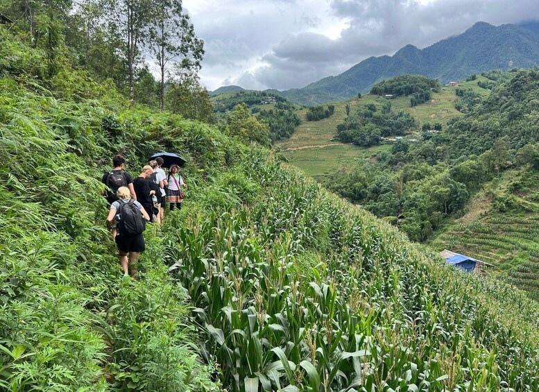 Explore Sapa by TrekkingAdventures, Mountain,Rice fields 1