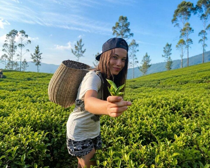 A person in a field of green tea plants, wearing a hat and carrying a woven bag. 2