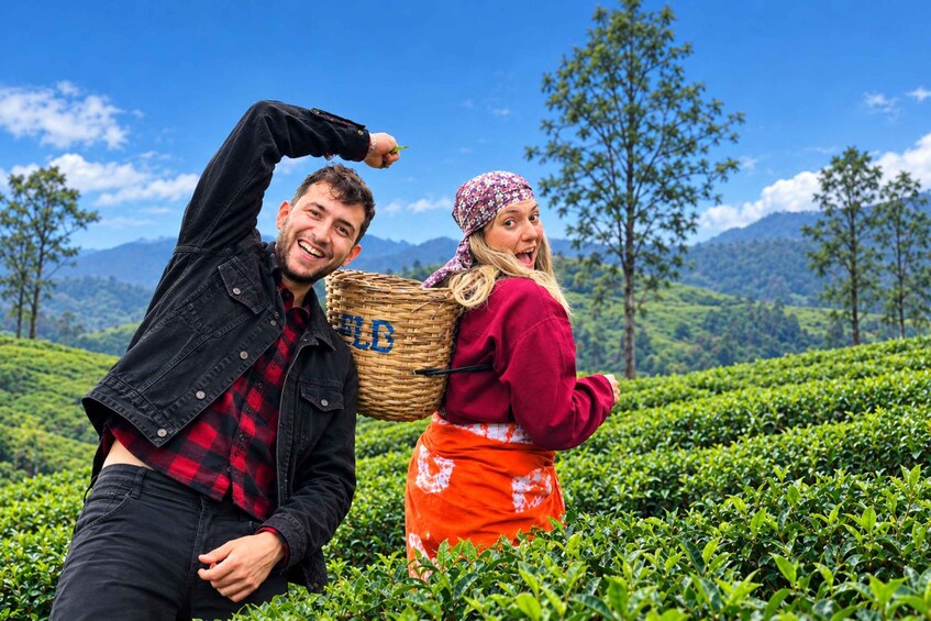 Two people in a tea plantation with a clear sky and mountains in the background. 1