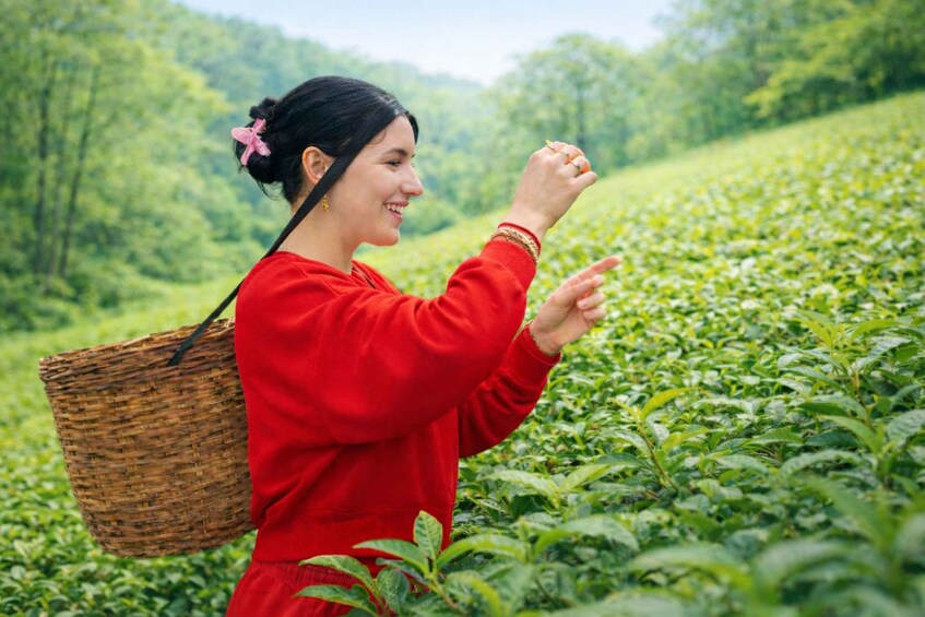A person in a red dress with a basket, walking through a tea plantation. 3