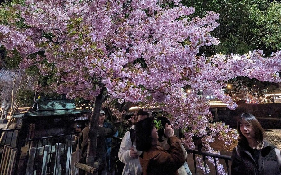 A cherry blossom tree in full bloom with people taking photos. 3
