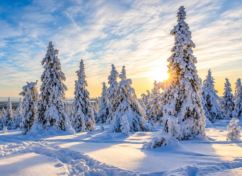 Picture 14 for Activity Rovaniemi: Riisitunturi National Park with Local Guide Timo 3