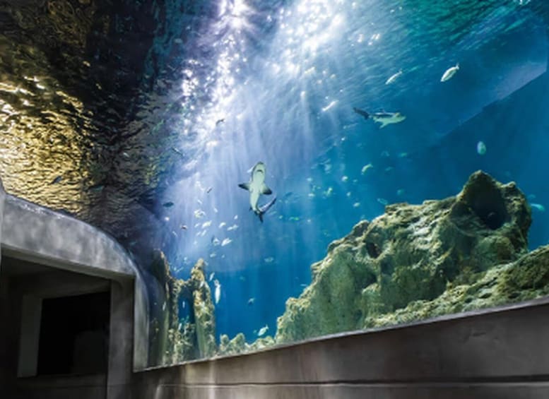 Mexico City: Entry Ticket to Acuario Michin 1