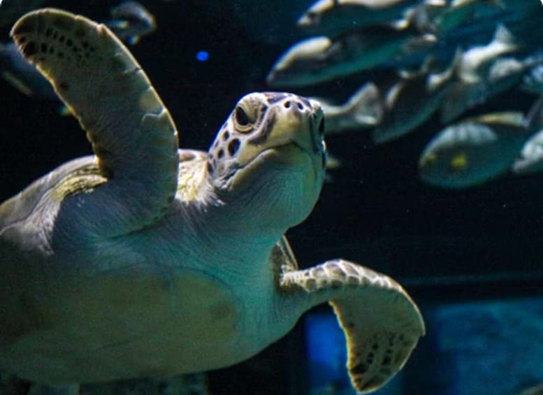 Picture 2 for Activity Mexico City: Entry Ticket to Acuario Michin 4