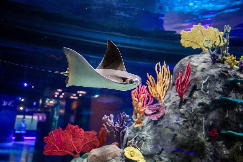 Picture 5 for Activity Mexico City: Entry Ticket to Acuario Michin 5