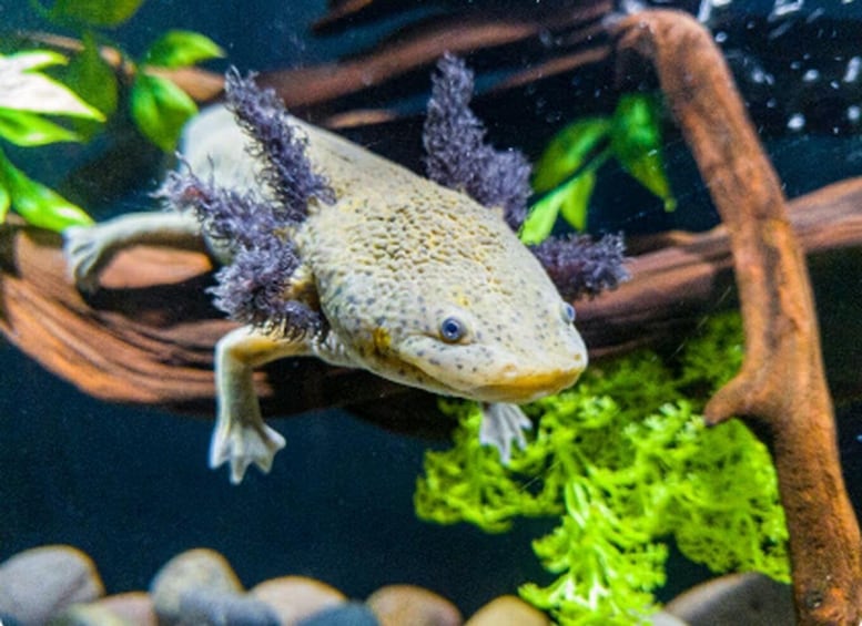 Picture 1 for Activity Mexico City: Entry Ticket to Acuario Michin 2