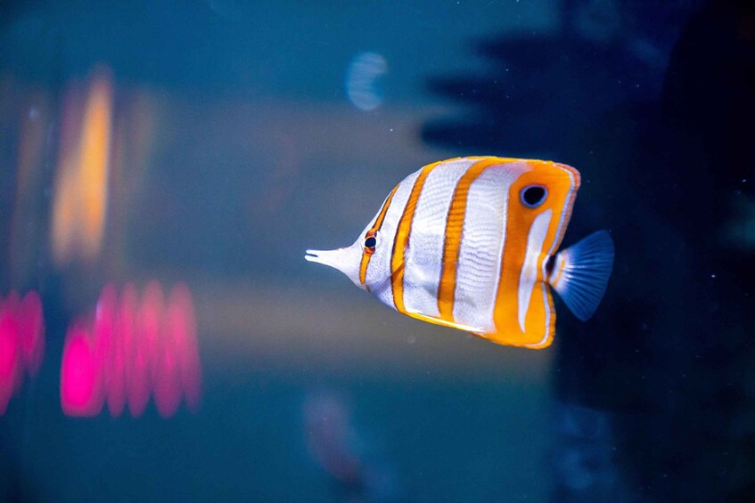 Picture 8 for Activity Mexico City: Entry Ticket to Acuario Michin 4