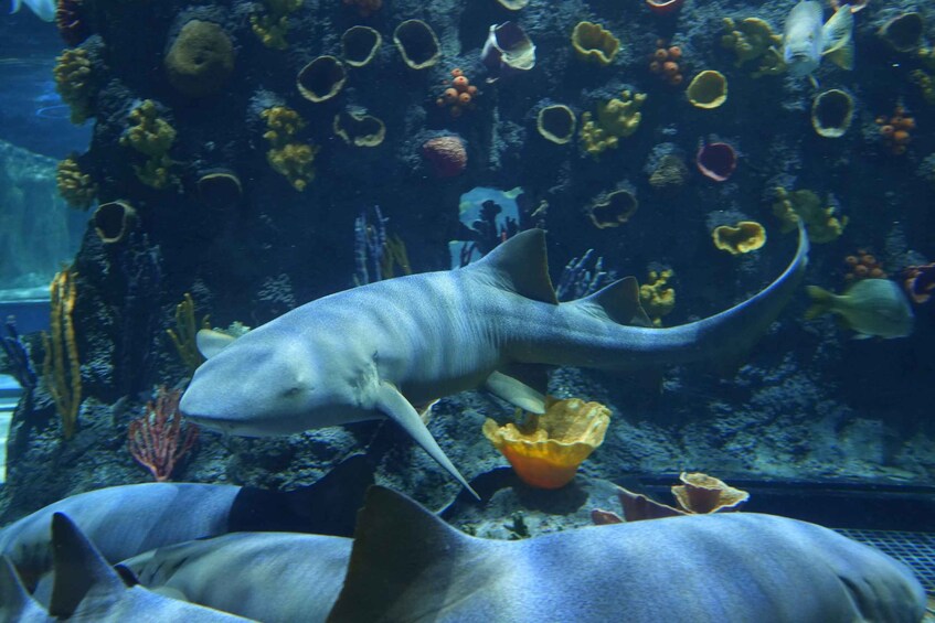 Picture 9 for Activity Mexico City: Entry Ticket to Acuario Michin 3