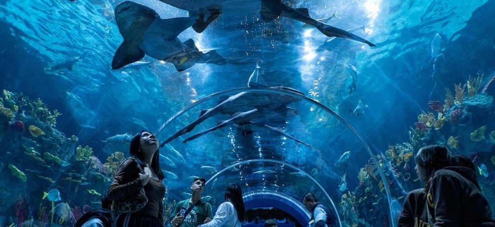 Mexico City: Entry Ticket to Acuario Michin 2