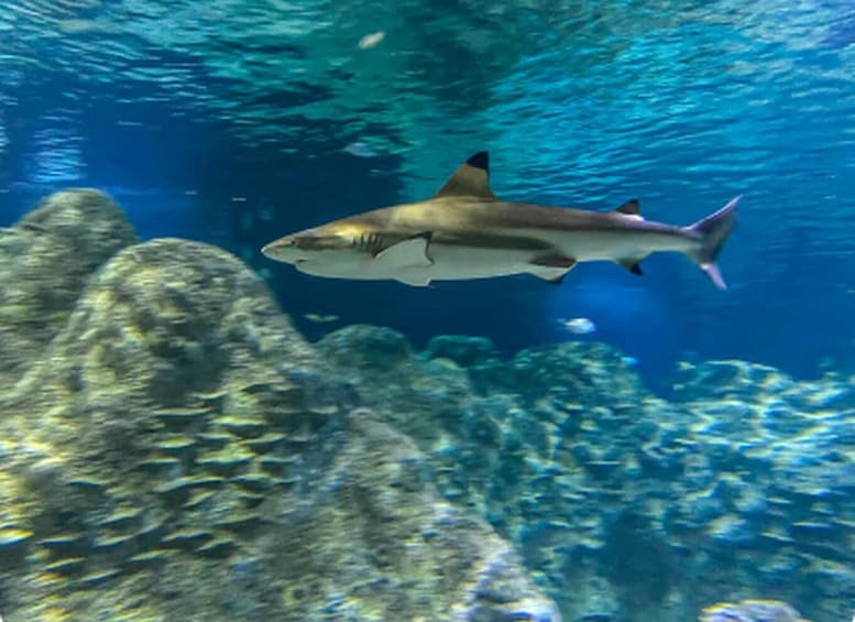 Picture 5 for Activity Mexico City: Entry Ticket to Acuario Michin 5