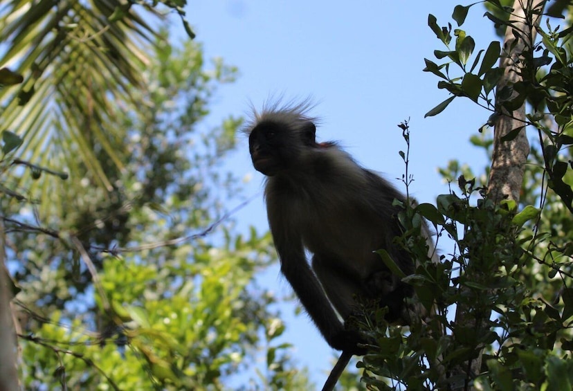 Picture 15 for Activity Zanzibar: Jozani Forest & Sea Tortoises Sanctuary Tour 4